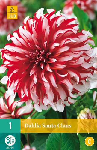 Dahlia santa claus 1st