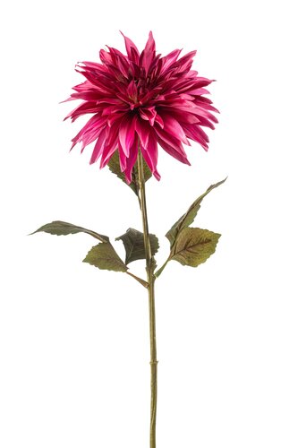 Dahlia spray beauty 70cm