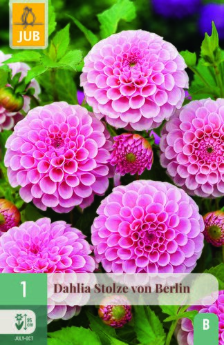 Dahlia stolze von berlin 1st