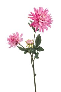 Dahlia Tak Zijde - 75cm Roze