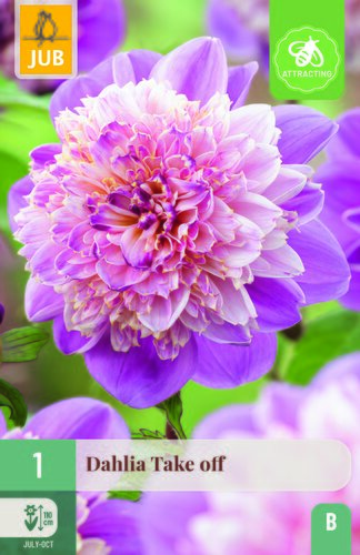 Dahlia take off 1st
