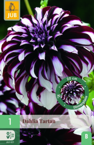 Dahlia tartan 1st