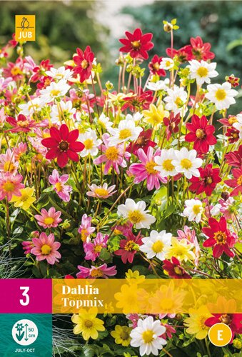 Dahlia topmix 3st