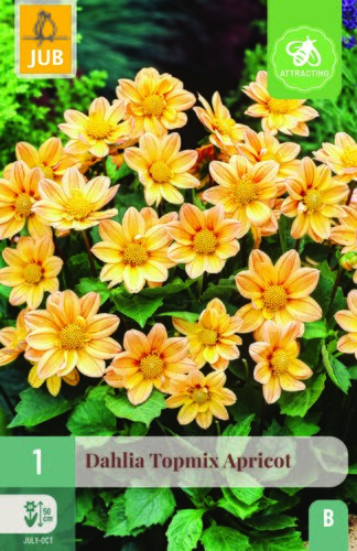 Dahlia topmix apricot 1st