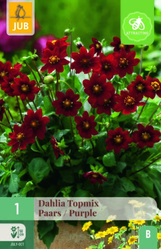 Dahlia topmix paars 1st