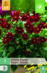 Dahlia topmix paars 1st