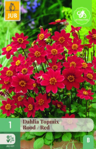 Dahlia topmix rood 1st