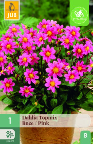 Dahlia topmix roze 1st