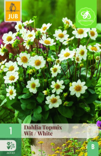 Dahlia topmix wit 1st