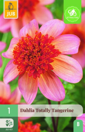 Dahlia totally tangerine 1st