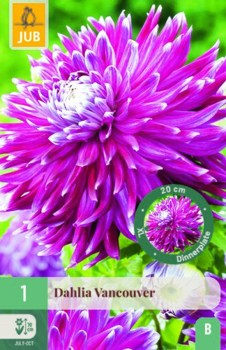 Dahlia vancouver 1st
