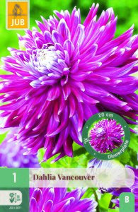 Dahlia vancouver 1st