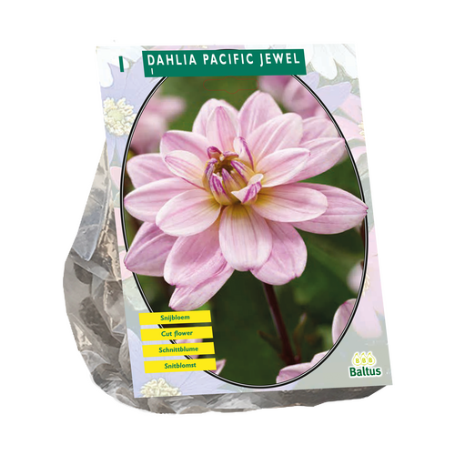 Dahlia Waterlelie Pacific Jewel
