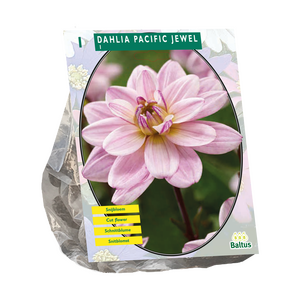 Dahlia Waterlelie Pacific Jewel