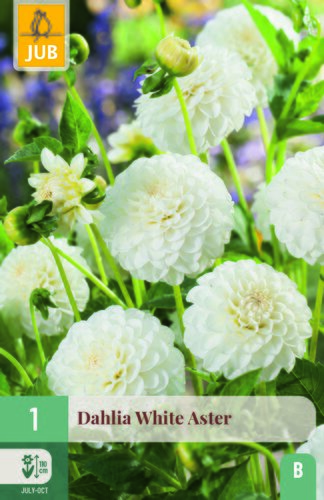 Dahlia white aster 1st