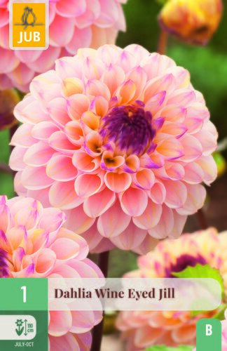 Dahlia wine eyed jill 1st