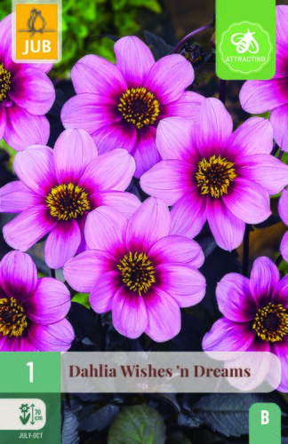Dahlia wishes 'n dreams 1st