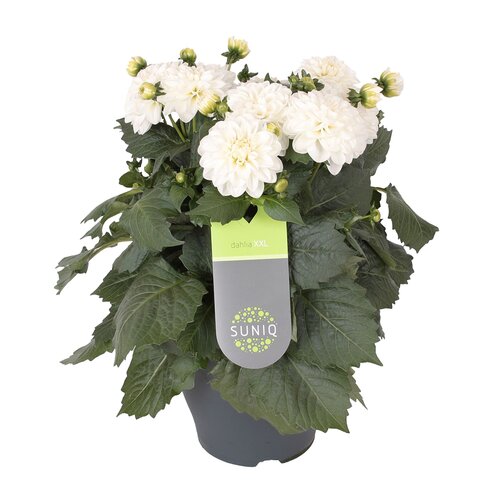 Dahlia XXL, in 19cm-pot - afbeelding 1