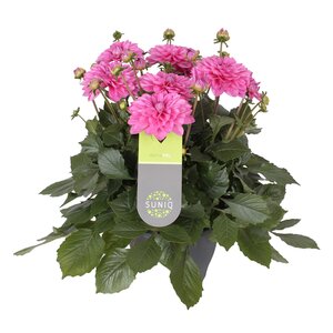 Dahlia XXL, in 19cm-pot - afbeelding 2
