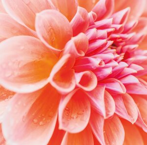 Dahlia XXL, in 19cm-pot - afbeelding 3