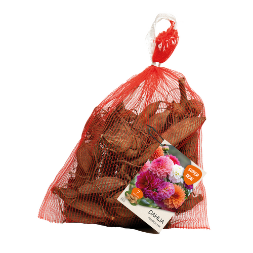 Dahlia zaailing pompon gemengd