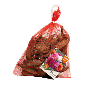 Dahlia zaailing pompon gemengd