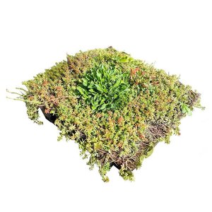 Daktuin Sedumtray Wildflower (per m²)