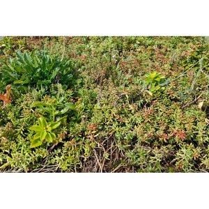 Daktuin Sedumtray Wildflower (per m²) - afbeelding 2