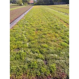 Daktuin Sedumtray Wildflower (per m²) - afbeelding 3