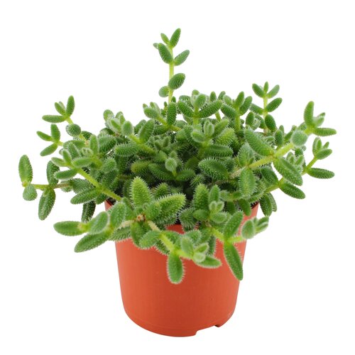 Delosperma Echinatum, in 5.5cm-pot