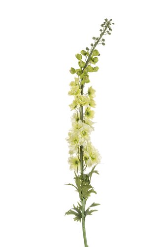 Delphinium Tak Zijde - 130cm Groen
