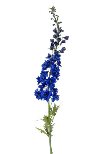 Delphinium XL Tak Zijde - 130cm Donkerblauw