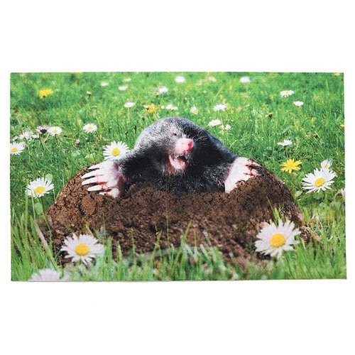 Deurmat mol