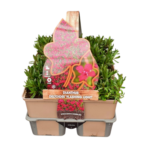 Dianthus delt. 'Flashing Light' in sixpack - afbeelding 1