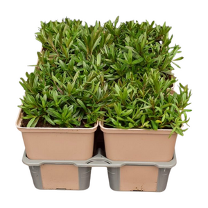 Dianthus delt. 'Flashing Light' in sixpack - afbeelding 2