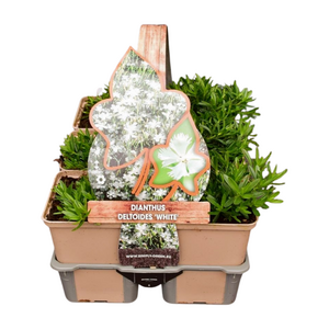 Dianthus delt. 'White' in sixpack - afbeelding 1