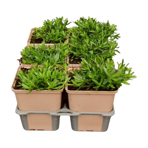 Dianthus delt. 'White' in sixpack - afbeelding 2