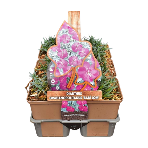 Dianthus grat. 'Babi Lom' in sixpack - afbeelding 1