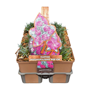 Dianthus grat. 'Babi Lom' in sixpack - afbeelding 1