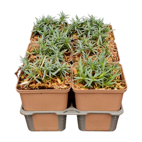 Dianthus grat. 'Babi Lom' in sixpack - afbeelding 2