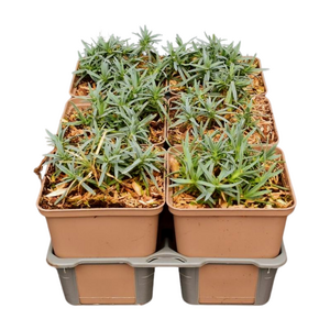 Dianthus grat. 'Babi Lom' in sixpack - afbeelding 2