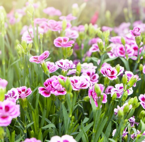 Dianthus Pink Kisses, in 12cm-pot - afbeelding 2