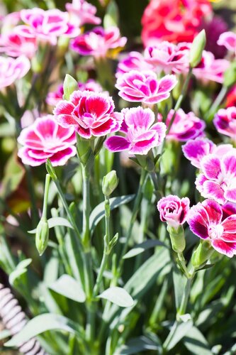 Dianthus Pink Kisses, in 27cm-schaal - afbeelding 3