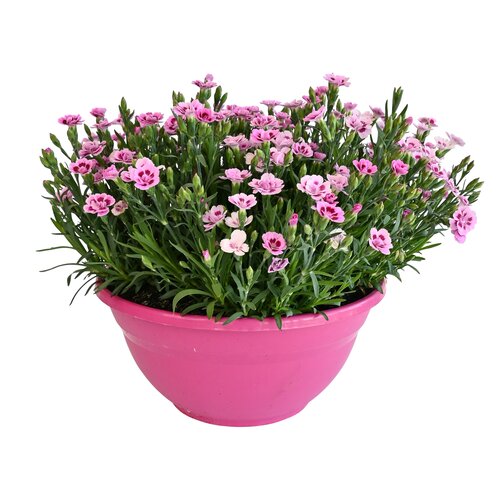 Dianthus Pink Kisses, in 27cm-schaal - afbeelding 1