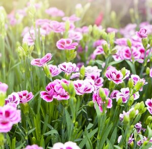 Dianthus Pink Kisses, in 27cm-schaal - afbeelding 2