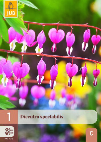Dicentra spectabilis 1st