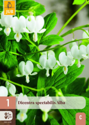 Dicentra spectabilis alba 1st