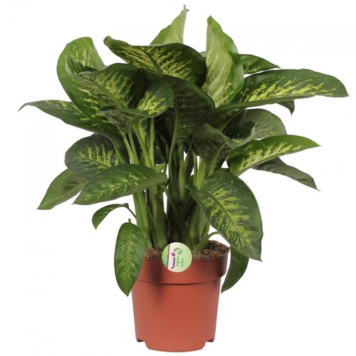 Dieffenbachia 'Reeva', in 24cm-pot 75cm hoog