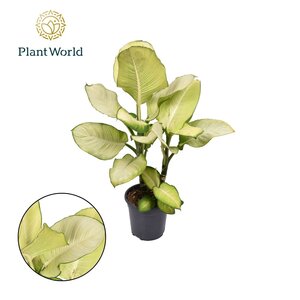 Dieffenbachia 'Tropic Marianne', in 21cm-pot