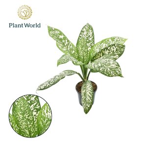 Dieffenbachia 'White Etna', in 21cm-pot